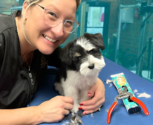 BabySchnauzer