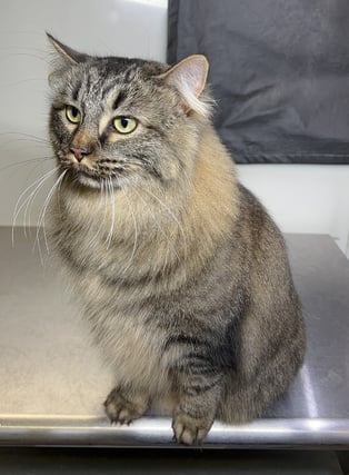 Tabby long-haired cat