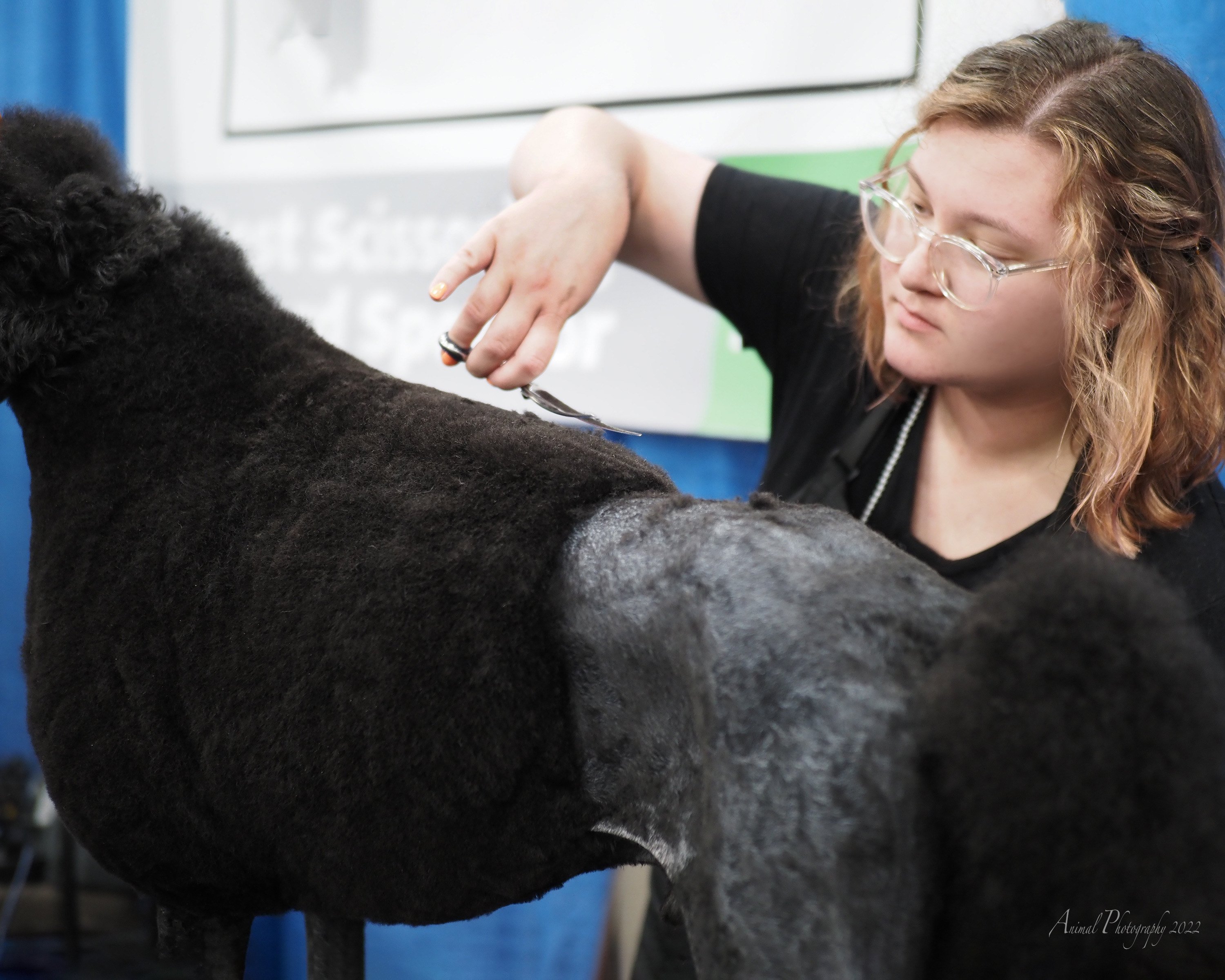 Marci Wanta Poodle Competition